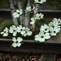 Buy canvas prints of Dogwood on the Tracks by Chris Lord