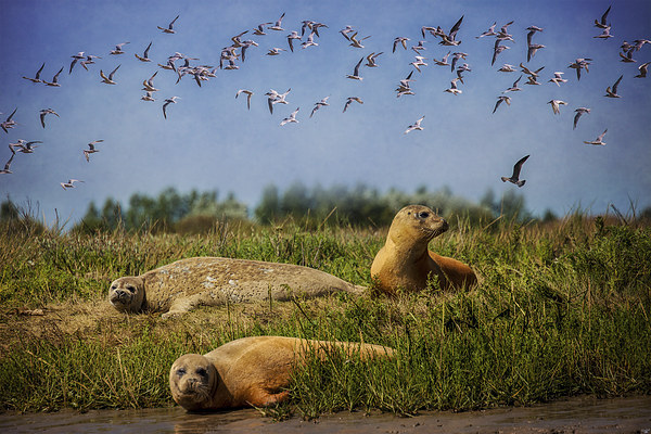 On The Estuary Picture Board by Chris Lord