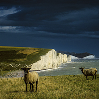 Buy canvas prints of  Four Sheep and Seven Sisters by Chris Lord