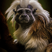 Buy canvas prints of  Tamarin Monkey by Chris Lord