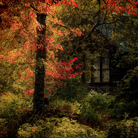 Buy canvas prints of Autumn Fire by Chris Lord