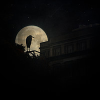 Buy canvas prints of Night Of The Heron by Chris Lord