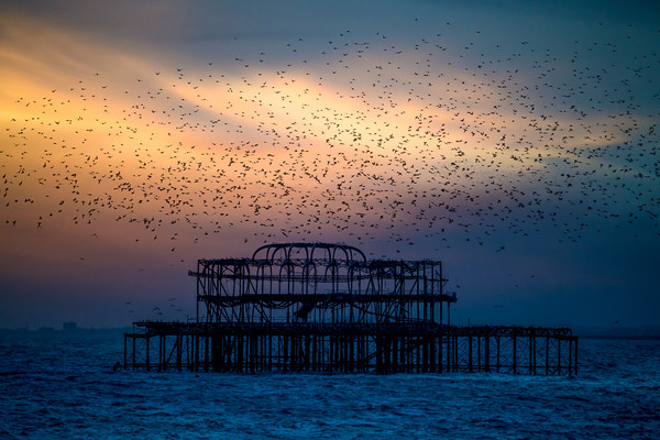 West Pier Murmuration At Sunset Picture Board by Chris Lord