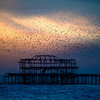 Buy canvas prints of West Pier Murmuration At Sunset by Chris Lord