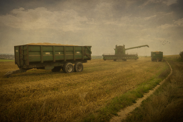 August Harvest On The South Downs Near Brighton Picture Board by Chris Lord