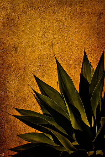 Agave on Adobe Picture Board by Chris Lord
