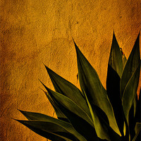 Buy canvas prints of Agave on Adobe by Chris Lord