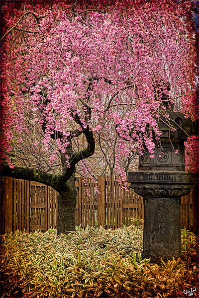 An Asian Spring Garden Picture Board by Chris Lord
