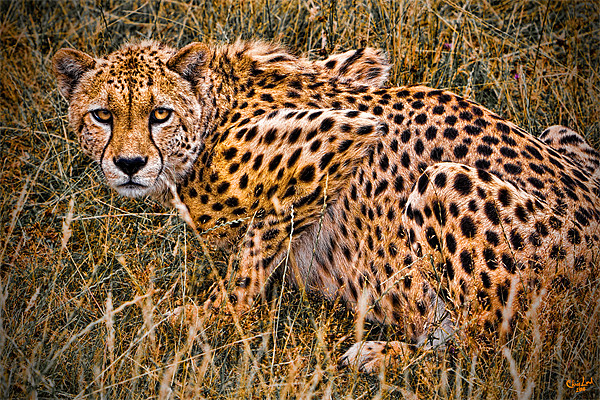 Cheetah in the Grass Picture Board by Chris Lord