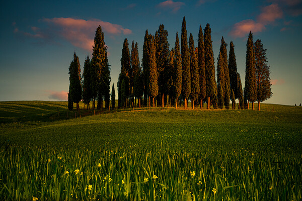 Tuscan Cypress Trees Picture Board by Chris Lord