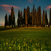 Buy canvas prints of Tuscan Cypress Trees by Chris Lord
