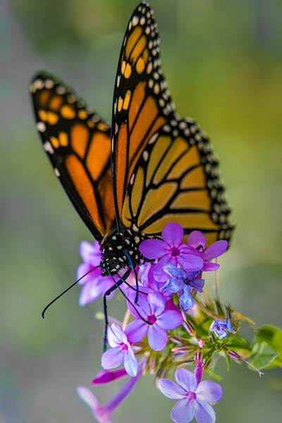 Monarch Butterfly At Work Picture Board by Chris Lord