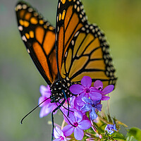 Buy canvas prints of Monarch Butterfly At Work by Chris Lord