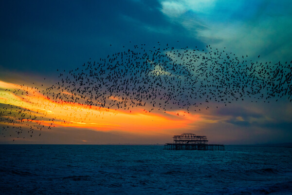 Starlings At Sunset Over The West Pier Picture Board by Chris Lord