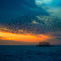 Buy canvas prints of Starlings At Sunset Over The West Pier by Chris Lord