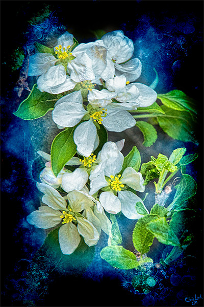 Pixie Blossoms Picture Board by Chris Lord