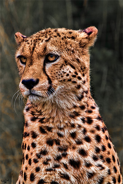 The Pensive Cheetah Picture Board by Chris Lord