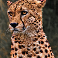 Buy canvas prints of The Pensive Cheetah by Chris Lord