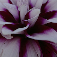 Buy canvas prints of Dahlia Colours by Karl Butler