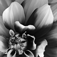 Buy canvas prints of Dahlia Detail by Karl Butler
