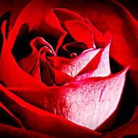 Buy canvas prints of Roses are red.......... by Karl Butler