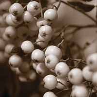 Buy canvas prints of White Berries by Karl Butler