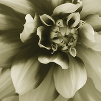 Buy canvas prints of Dahlia Detail Sepia by Karl Butler