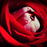 Buy canvas prints of Roses are red ...............again by Karl Butler