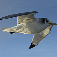 Buy canvas prints of  Kittiwake on the wing by Karl Butler