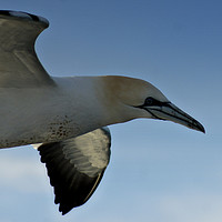 Buy canvas prints of  Gannet on the wing by Karl Butler