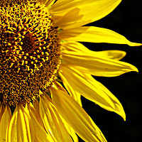 Buy canvas prints of Sunflower  by Karl Butler