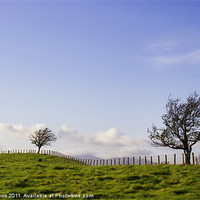 Buy canvas prints of Two Trees by Lynne Morris (Lswpp)