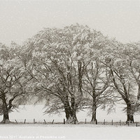 Buy canvas prints of Winter Trees by Lynne Morris (Lswpp)