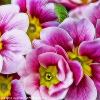 Buy canvas prints of Fractalius Primula by Lynne Morris (Lswpp)