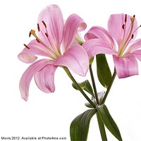 Buy canvas prints of Pink Lillies by Lynne Morris (Lswpp)