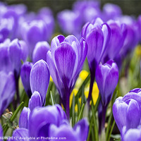 Buy canvas prints of Signs Of Spring by Lynne Morris (Lswpp)