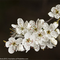 Buy canvas prints of Spring Blossom by Lynne Morris (Lswpp)