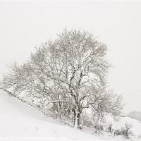 Buy canvas prints of Snowy Tree by Lynne Morris (Lswpp)