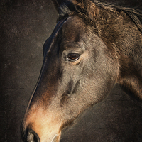 Buy canvas prints of  Portrait Of A Horse by Lynne Morris (Lswpp)