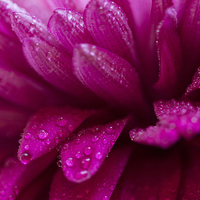 Buy canvas prints of  Pretty pink petals with morning dew by Lynne Morris (Lswpp)