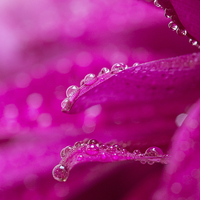 Buy canvas prints of  Delicate water droplets on petals by Lynne Morris (Lswpp)