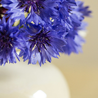 Buy canvas prints of Blue  Cornflowers in a vase by Lynne Morris (Lswpp)