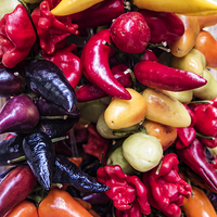 Buy canvas prints of  Mixed Peppers by Lynne Morris (Lswpp)