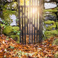 Buy canvas prints of Sunrays through a gate by Lynne Morris (Lswpp)
