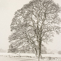 Buy canvas prints of A Lone Tree In Winter by Lynne Morris (Lswpp)