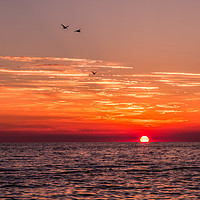 Buy canvas prints of Birds at sunset by Lynne Morris (Lswpp)