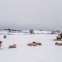 Buy canvas prints of Sheep In The Bleak Mid Winter by Lynne Morris (Lswpp)