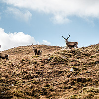 Buy canvas prints of Stag Party by Lynne Morris (Lswpp)
