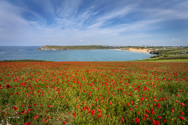 poppies at crantock and polly joke  cornwall Picture Board by Eddie John