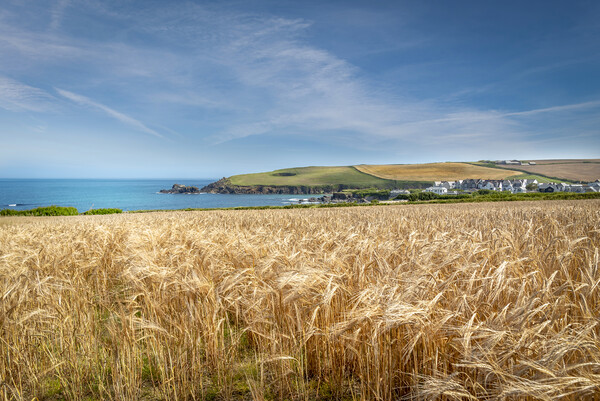 A field of golden wheat in Cornwall Picture Board by Eddie John